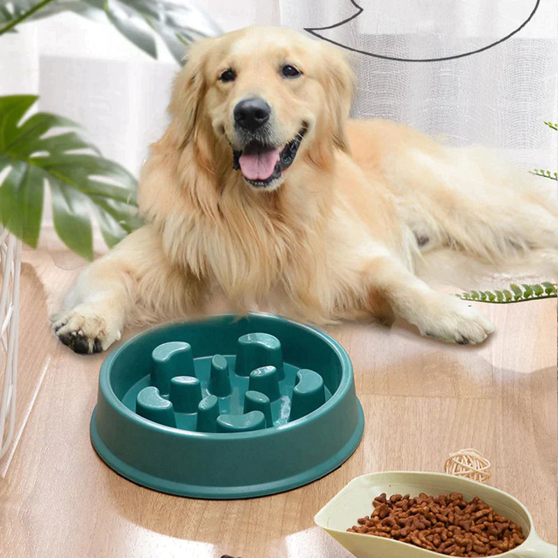 Tigela Alimentadora para cães - Oferta Certa Online